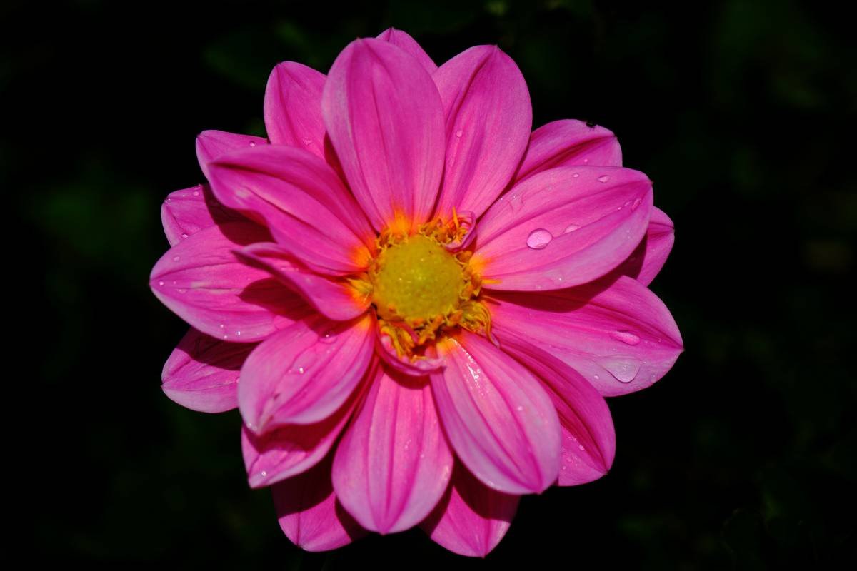 The Ultimate Guide to Persistent Tint: Waterproof Makeup That Lasts All Day